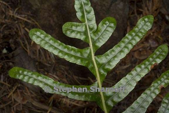 polypodium scouleri 1 graphic